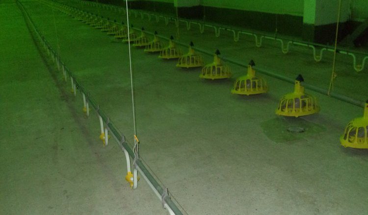 Птицеферма в гр. Добрич