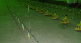 Птицеферма в гр. Добрич