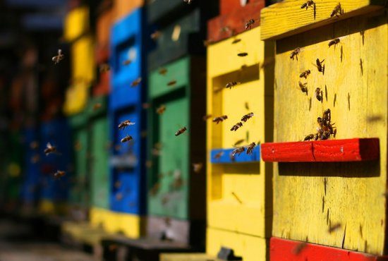 Чудесата на пчелния хляб - успешен бизнес-проект, подкрепен от ББР