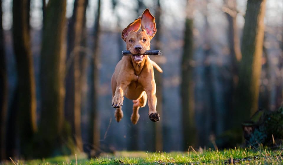 Обучение на кучата