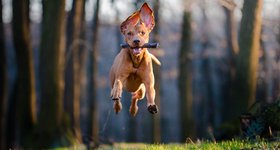 Обучение на кучата