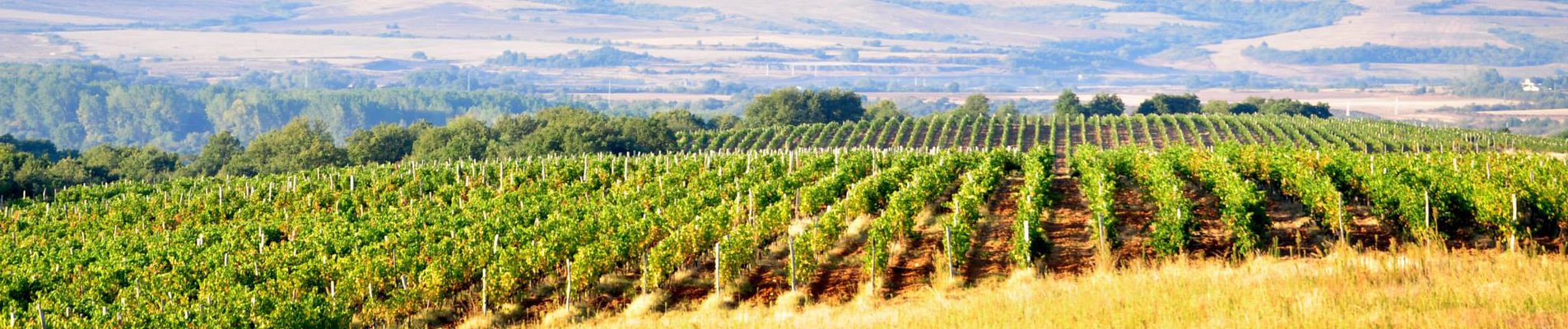 Лозя и винопроизводство