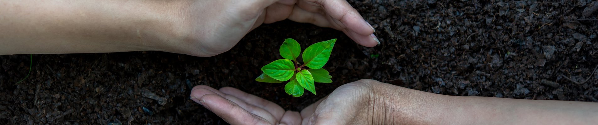 ръце, садящи растения