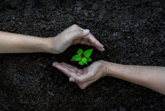 ръце, садящи растения