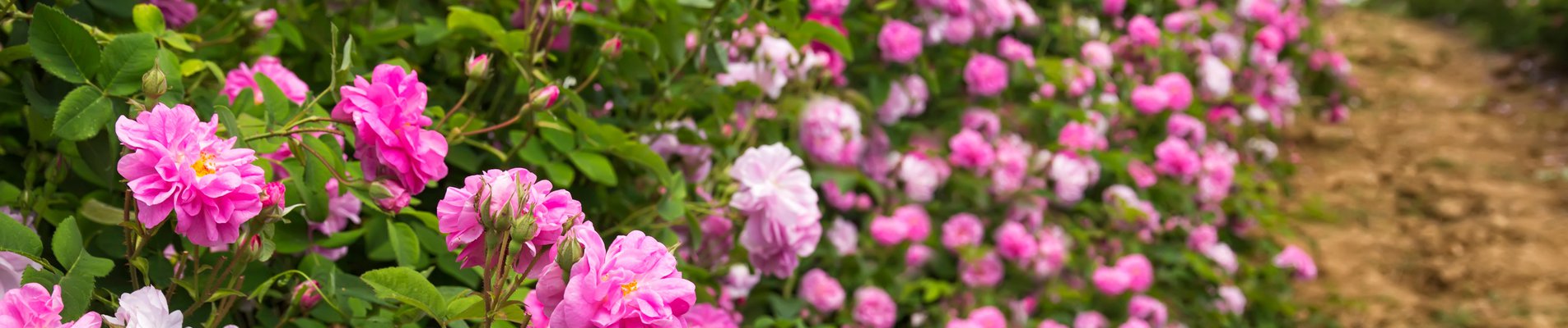 Подкрепа за розопреработване