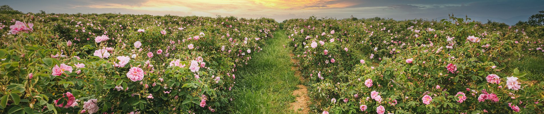 ББР ще подпомага българските розопреработватели