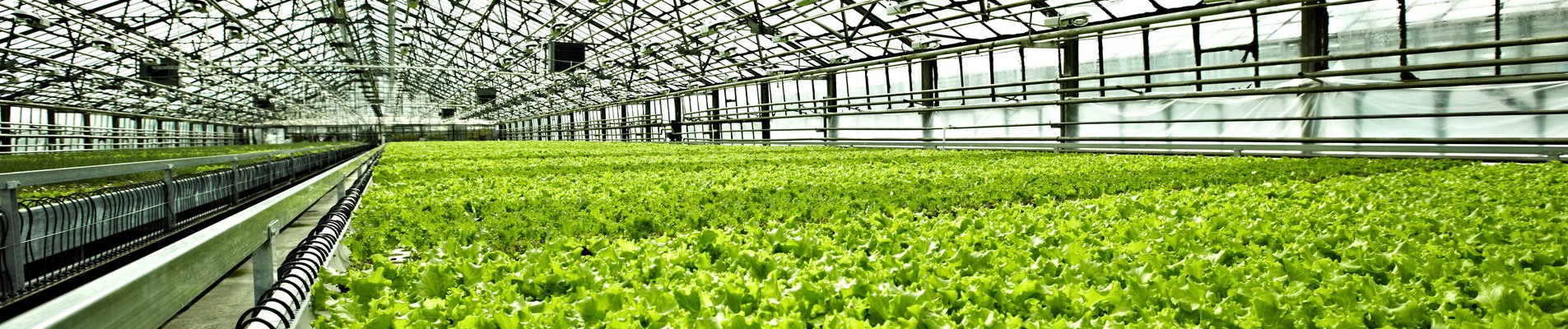 plantations in a greenhouse
