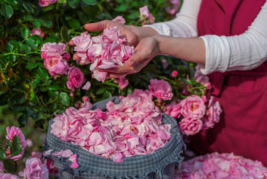 ББР ще подпомага българските розопреработватели